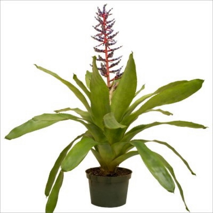 Aechmea Blue Rain (12 Cm Saksıda)