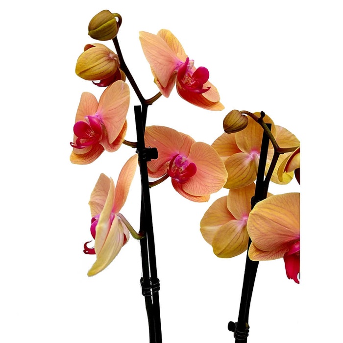 Çift Dal Turuncu Mor Özel Tür Orkide