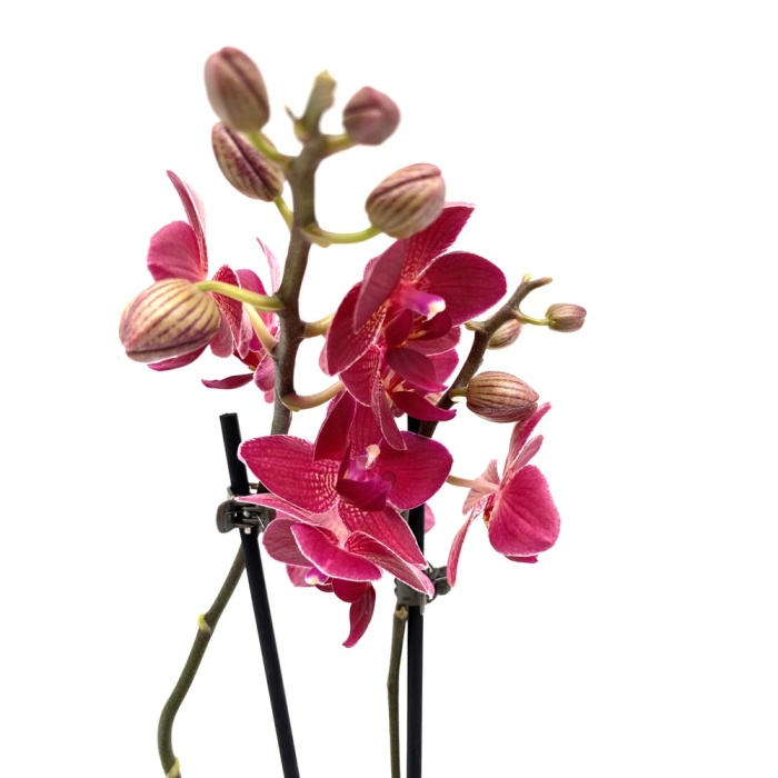 Çift Dal Mor Orkide 9 luk Saksıda (Canlı Bitki)