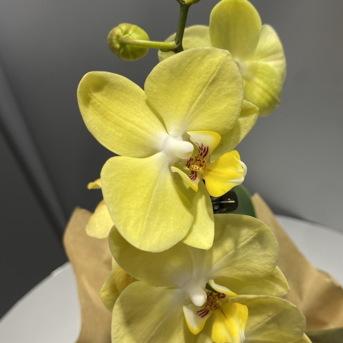 Tek Dal Sarı Orkide 9 luk Saksıda (Canlı Bitki)