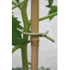 Bambu Bitki Destek Sopası 180 cm 10 Adet