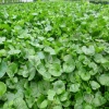 Fare Kulağı Çim Tohumu (Dichondra Repens) 100 Gr