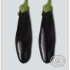 Patlıcan Tohumu Aydın Siyahı 10 gr