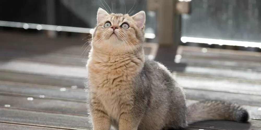En Popüler Dişi Kedi İsimleri 2022