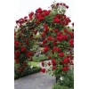 Kırmızı Sarmaşık Gül Fidanı Kokulu (tüplü = 100-130 Cm)