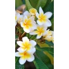 Saksıda Amerikan Fulu (plumeria Alba) Ağacı Fidanı(boy 70cm ile 100cm)