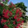 Tüplü Katmerli Kırmızı Çiçekli Zakkum Fidanı(100 Adet)