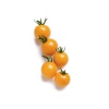 HİBRİT Cherry Domates Fidesi Turuncu 5 Adet