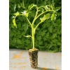 HİBRİT Cherry Domates Fidesi Turuncu 5 Adet