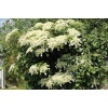Sarmaşık Ortanca Hydrangea anomale Petiolaris, İTHAL, Saksıda