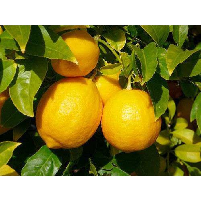 3 Yaşlı Mayer Limon Fidanı