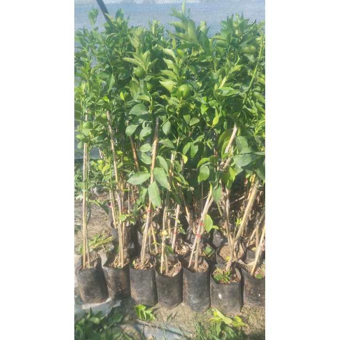 3 Yaşlı Mayer Limon Fidanı