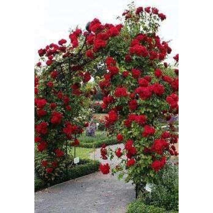 Kırmızı Sarmaşık Gül Fidanı Kokulu (tüplü = 100-130 Cm)