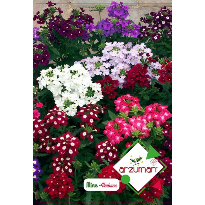 Mine Çiçeği(paketteki Tohum Sayısı 50 Adet)