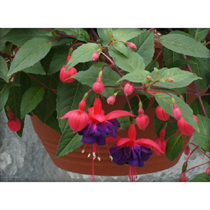 Sarkık Küpeli Çiçeği  25-35 cm, Saksıda