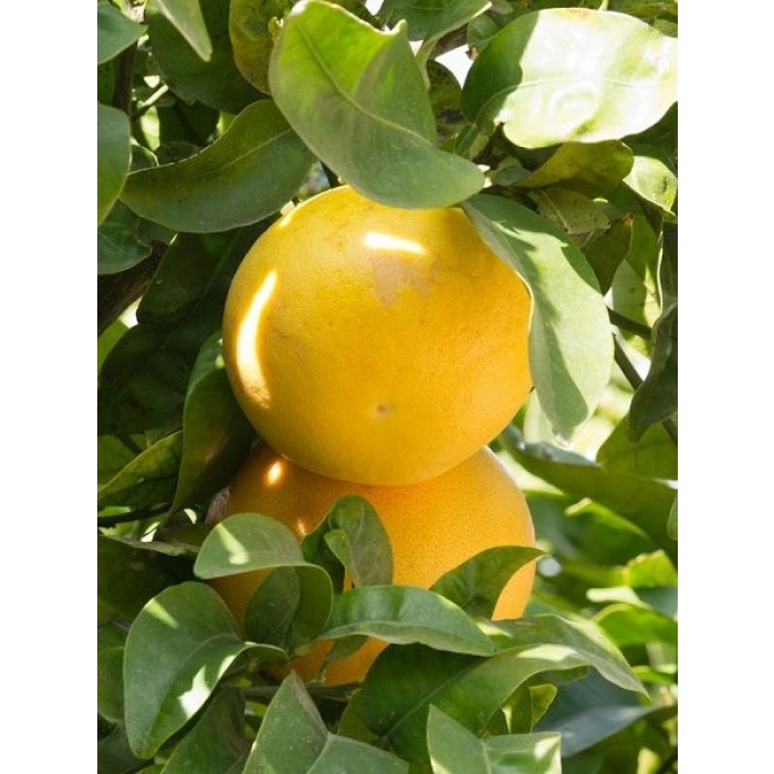 Greyfurt Fidanı 120 cm(Citrus paradisi)