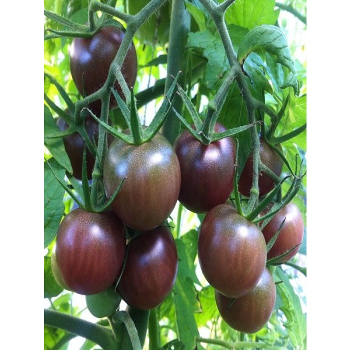 Siyah Cherry Domates Fidesi 10 Adet