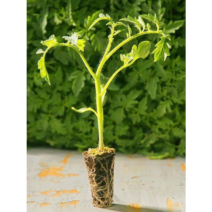 HİBRİT Cherry Domates Fidesi Turuncu 5 Adet