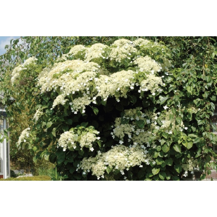 Sarmaşık Ortanca Hydrangea anomale Petiolaris, İTHAL, Saksıda