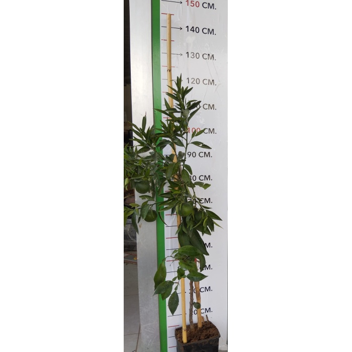 Tüplü Fidan Okitsu Mandalina Fidanı(ÜZERİ MEYVELİ SAKSLILI)