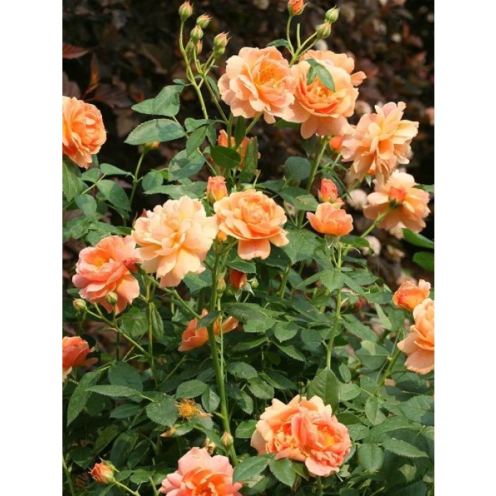 Gül Fidanı Kayısı Renkli Rosa laxa, Saksıda Çok Yıllık, Katmerli, Hafif Kokulu,