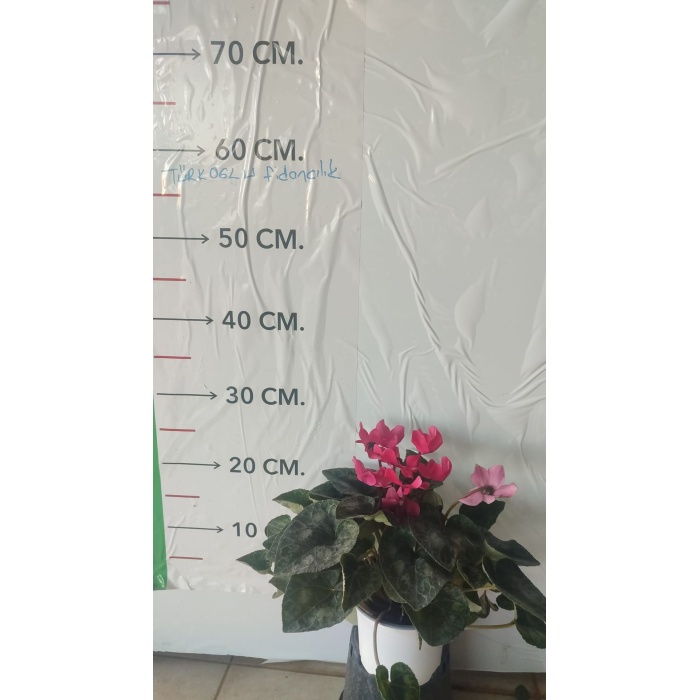 Sıklamen Çiçeği (Tavşan Kulağı) pembe renk
