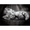 Clementoni Kedi Yavruları 1000 Parça High Quality Collection Yetişkin Puzzle Kitty Clemkit