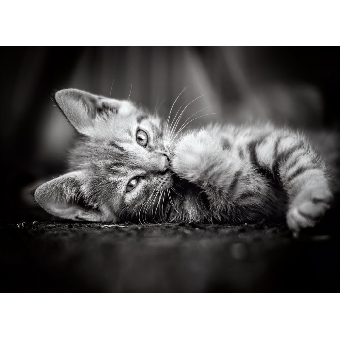 Clementoni Kedi Yavruları 1000 Parça High Quality Collection Yetişkin Puzzle Kitty Clemkit