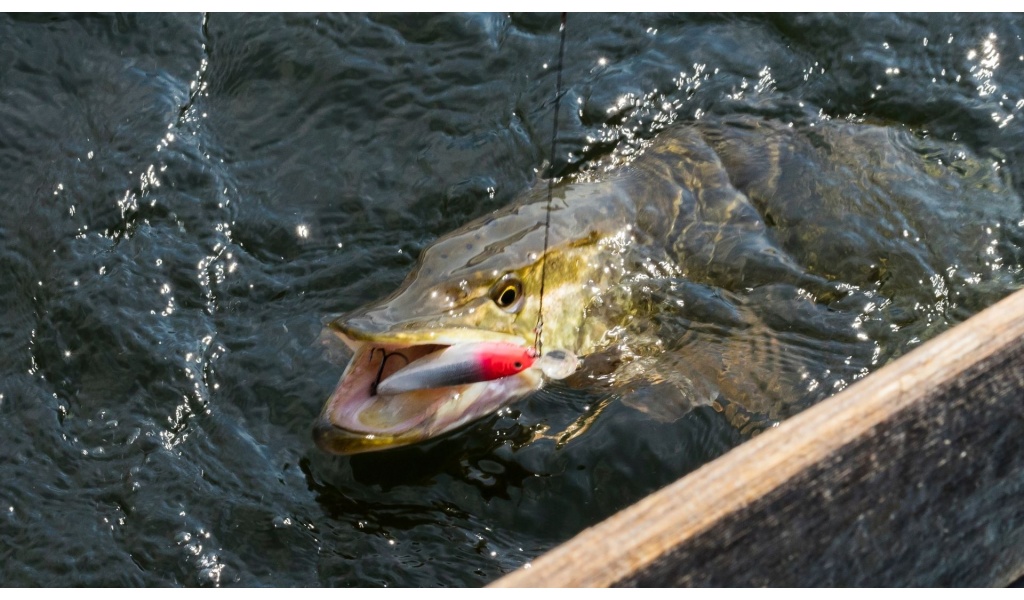 Turna Balığı Avcılığı Rehberi Büyük Balıkların Peşinde Unutulmaz Anlar