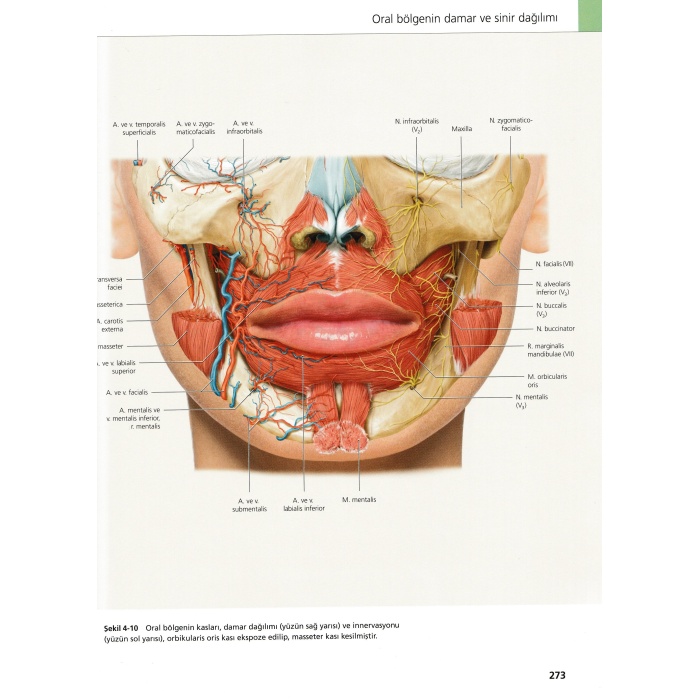 Baş, Boyun, Yüz - Resimli Klinik Anatomi Atlası