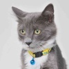 Tweety Turkuaz Sarı Desenli Güvenlik Kilitli Ayarlanabilir Yumuşak Doku Kedi Boyun Tasması 22-30 cm