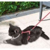 Kırmızı Beyaz Kalp Desenli Ayarlanabilir Kedi Göğüs Tasma Seti 10 mm 110 cm