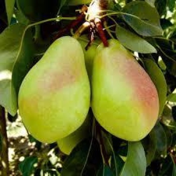 TÜPLÜ  Santa Maria Armut Fidanı