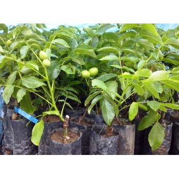 Chandler Ceviz Fidanı