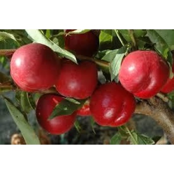 Tüplü Fidan Erkenci Nektarin Fidanı