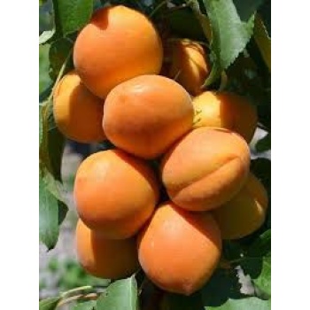 Tüplü Fidan Bebeko(Bebeco) Kayısı Fidanı