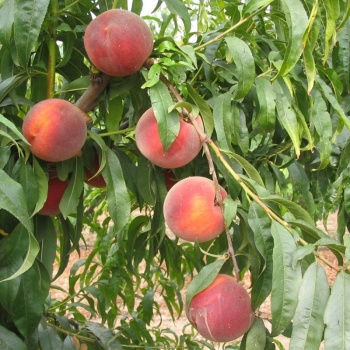 Tüplü Fidan Elegant Lady Şeftali Fidanı