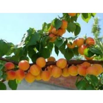 Tüplü Fidan Prodece Thyrınte(Trintina) Kayısı Fidanı