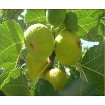 Tüplü Fidan Beyaz Lob İncir Fidanı