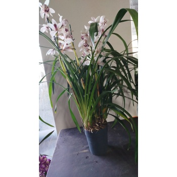 cymbidium orkide beyaz renk
