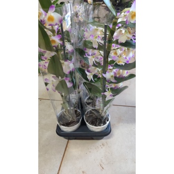 mor beyaz dendrobium nobile pambu orkide