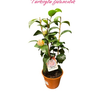 Kamelya Çiçeği İthal Camelia Japonica pembe Çiçekli 50-60 Cm