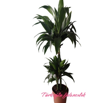 Dracaena Compacta 130-140 cm