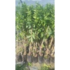Limon Fidanı Mayer Citrus × Meyeri, +3 Yaş, +120 cm, Tüplü