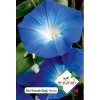Mavi Sarmaşık Çiçeği(paketteki tohum sayısı 30)