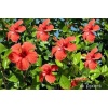 3 adet Tüplü Kırmızı Çiçekli Japon Gülü (Çin Gülü)