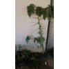 Meyve verme durumunda Papaya meyvesi fidan(boy 150cm ile 200cm)