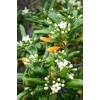 YILDIZ CALISI(Pittosporum 20-25 cm (10 adet)