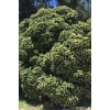 YILDIZ CALISI(Pittosporum 20-25 cm (10 adet)