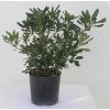 YILDIZ CALISI(Pittosporum 20-25 cm (10 adet)